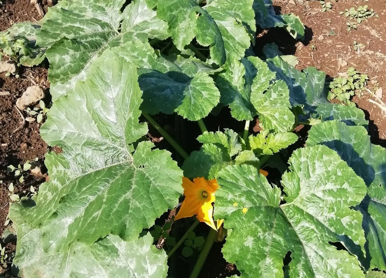 Finca Las Tapias, Glorieta 拉克鲁斯 度假居