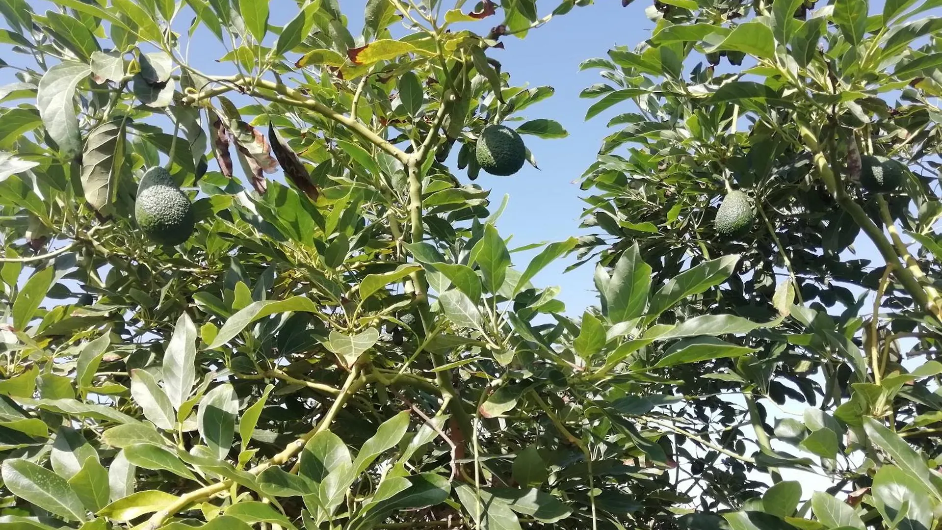 Finca Las Tapias, Glorieta 拉克鲁斯 0*,